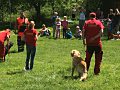 Práca kynológov.
